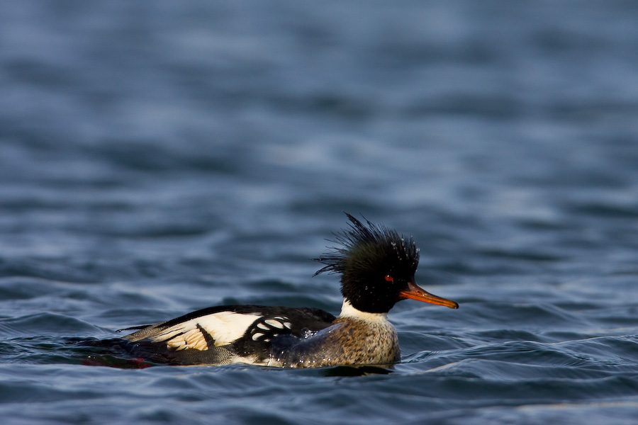 Red-breasted Merganser's male