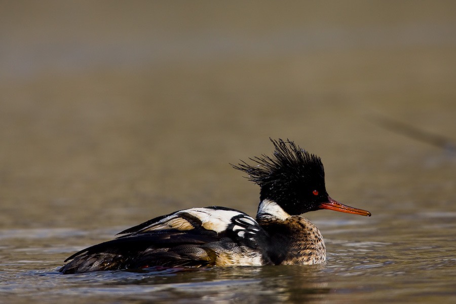 Red-breasted Merganser's male