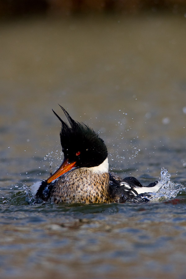 Red-breasted Merganser