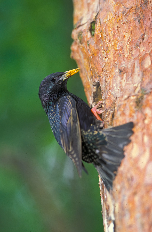 Starling