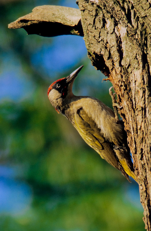 Green Woodpecker