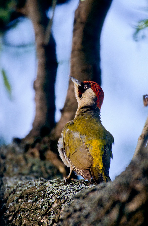 Green Woodpecker