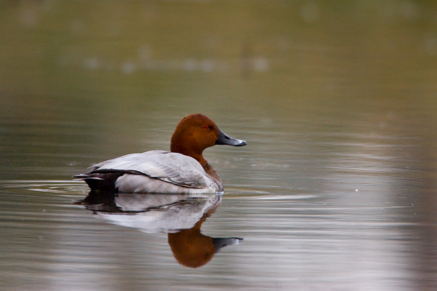 Pochard