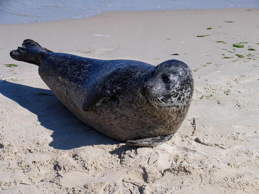 Grey Seal