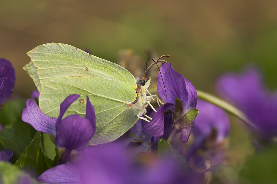 Brimstone butterfly