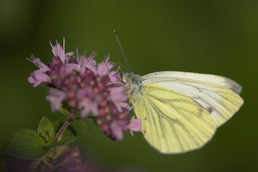 Green-veined White