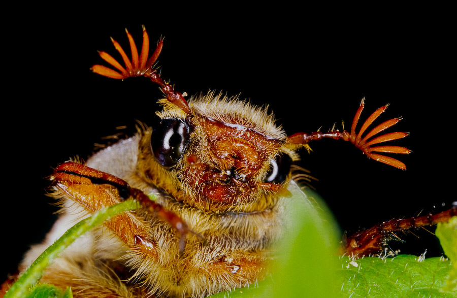 Cockchafer