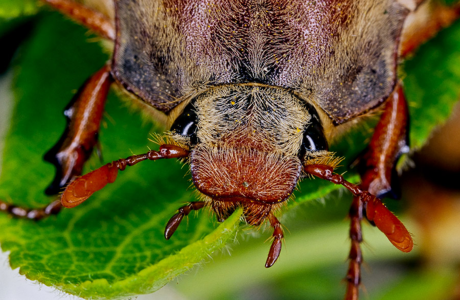 Cockchafer