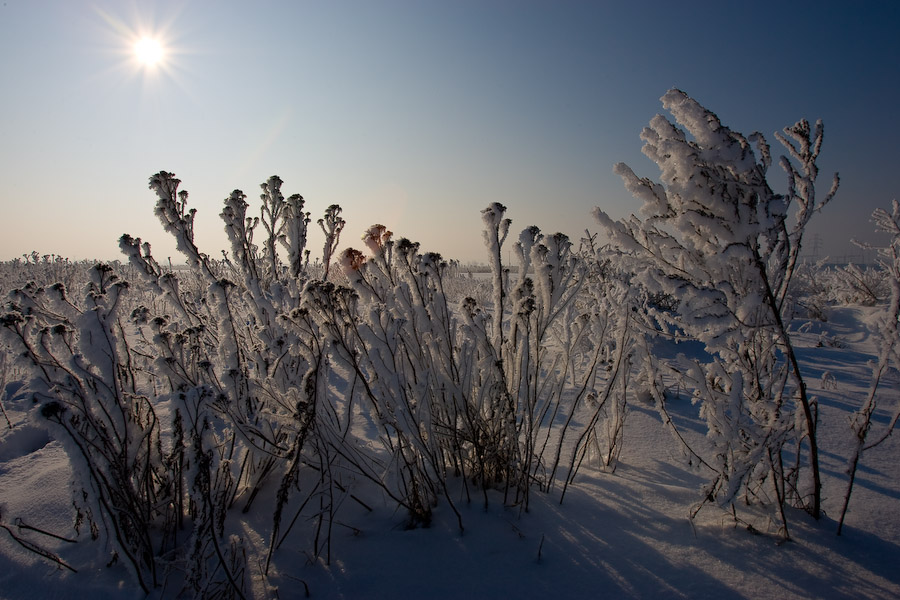 Laszczki in winter