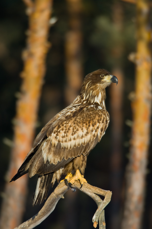 White-tailed Eagle