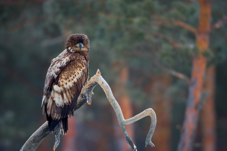 White-tailed Eagle