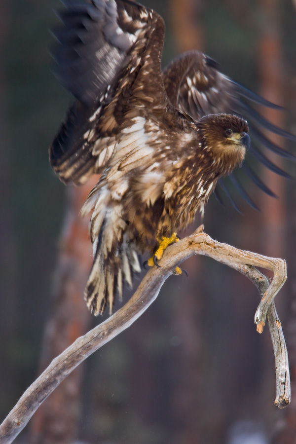 White-tailed Eagle