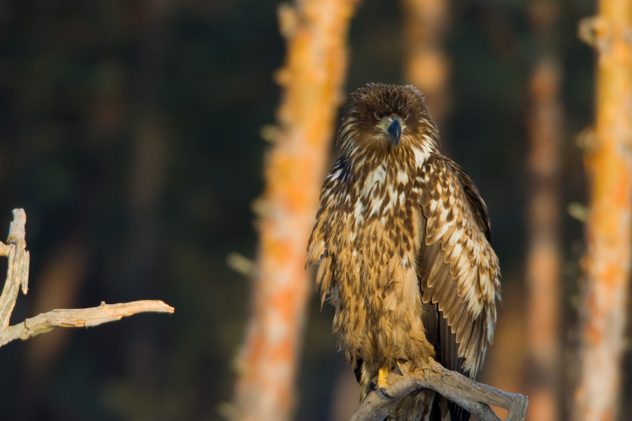 White-tailed Eagle