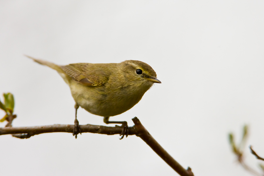 Chiffchaff