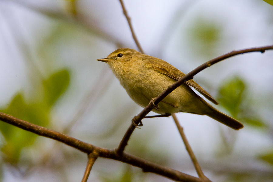 Chiffchaff