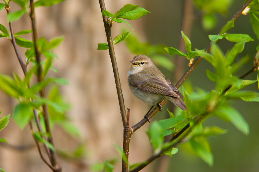 Chiffchaff