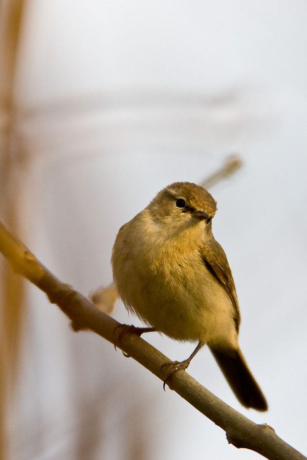 Chiffchaff