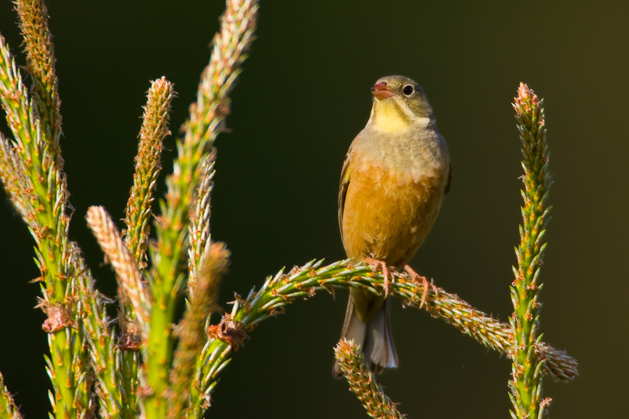 Ortolan Bunting