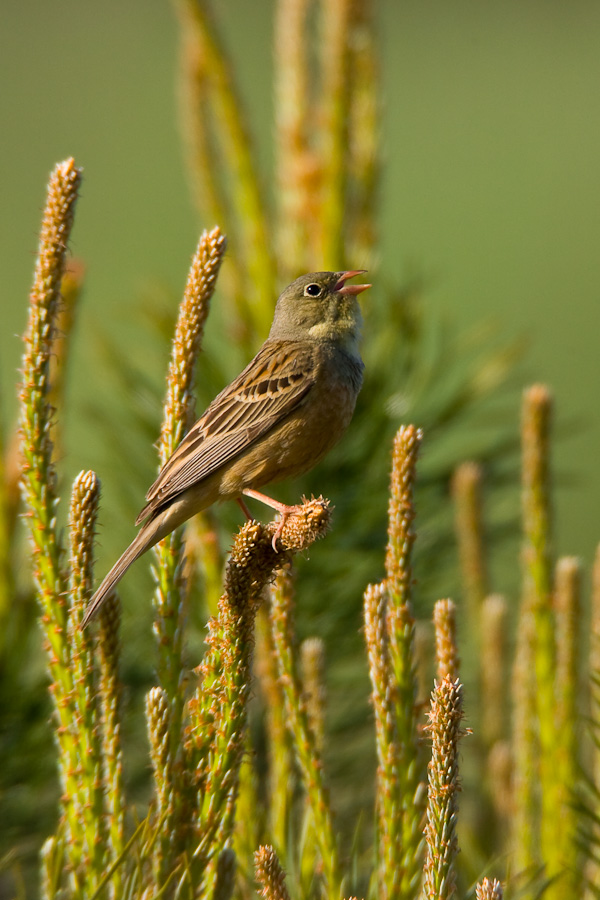 Ortolan