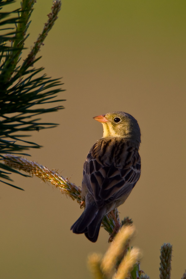 Ortolan Bunting