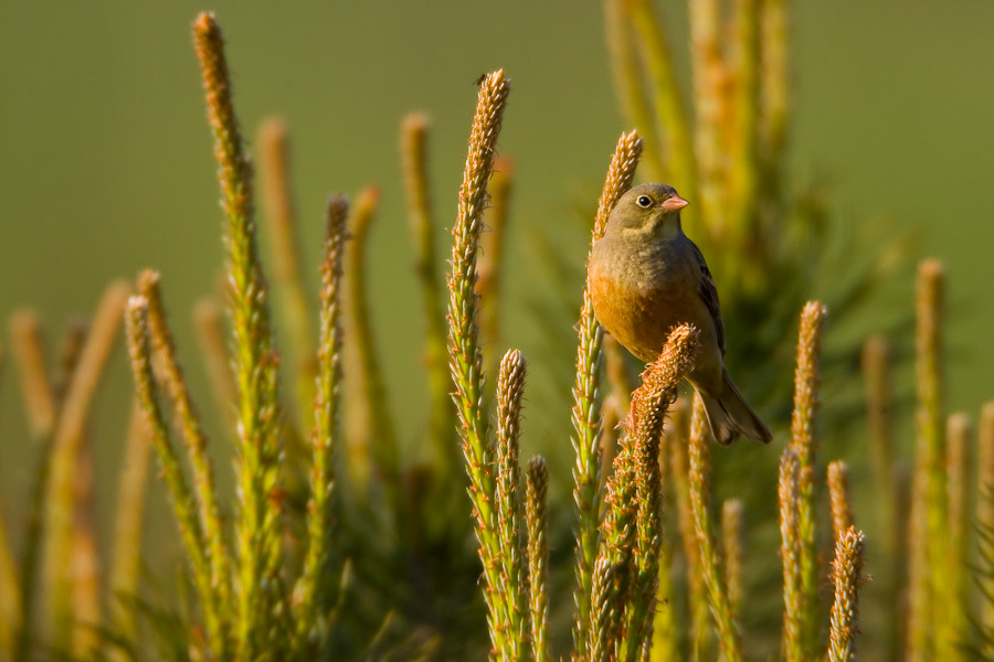 Ortolan Bunting