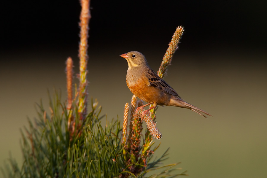 Ortolan Bunting at sunset