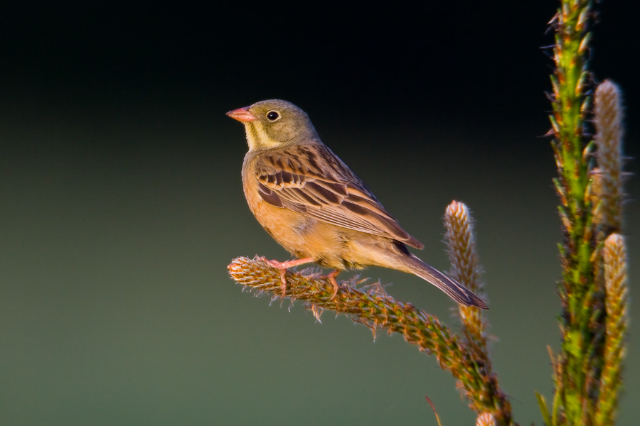 Ortolan Bunting