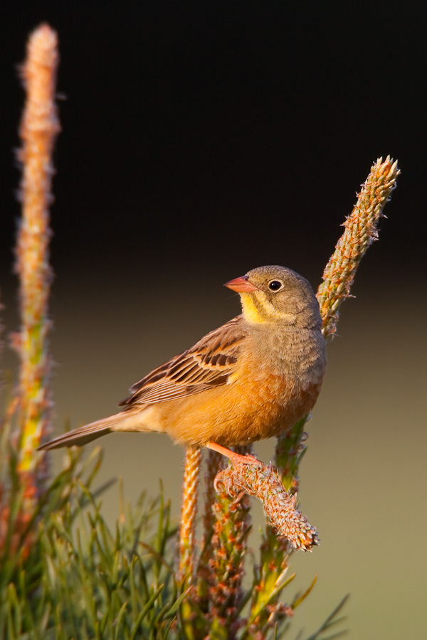 Ortolan Bunting at sunset