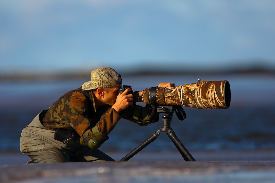 Bar-tailed Godwit hunting