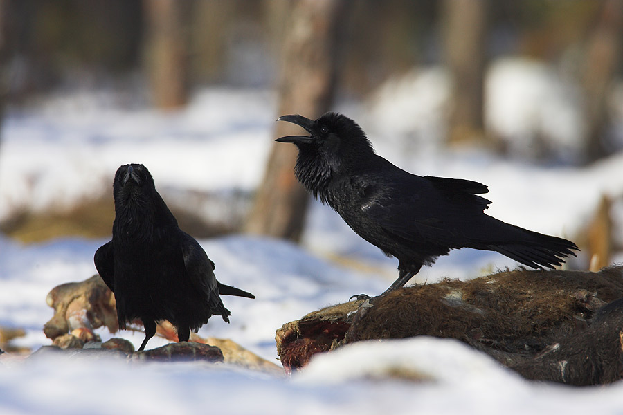 Raven's quarrel