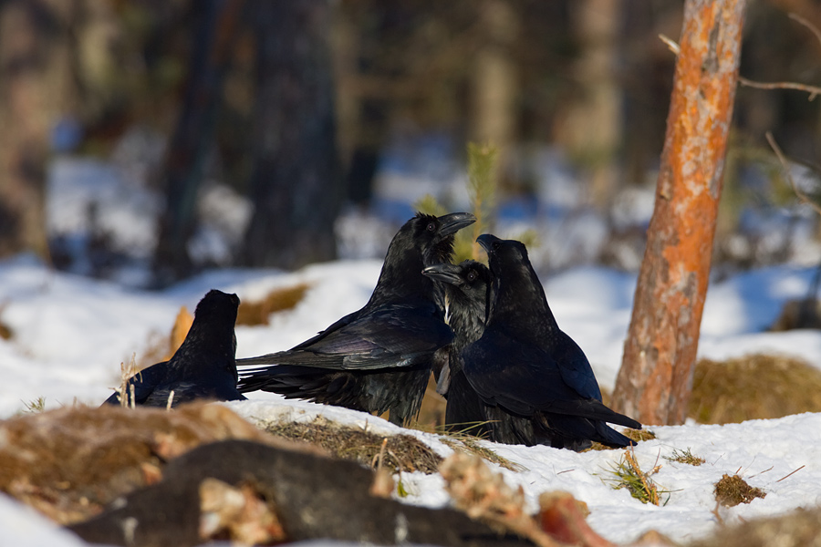 Ravens' meeting