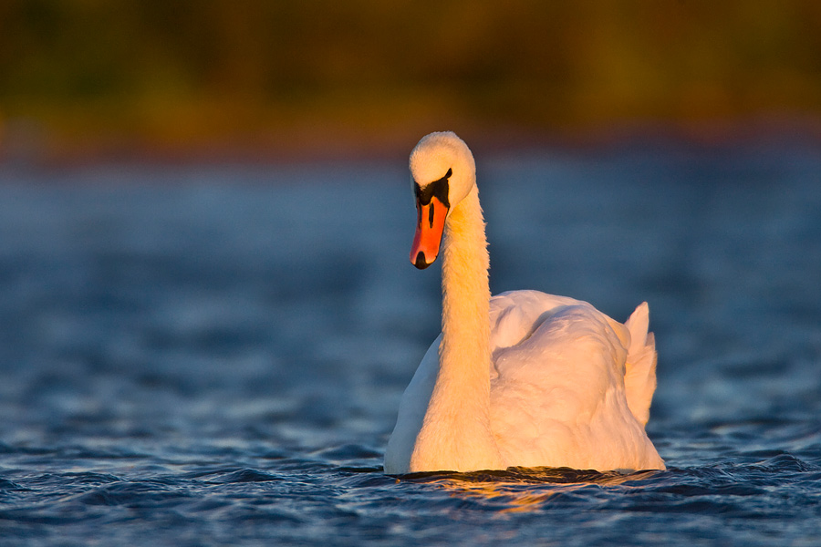 Mute Swan