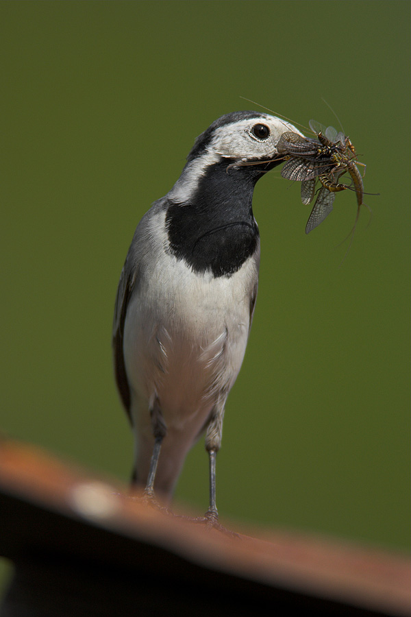 Pied Wagtail