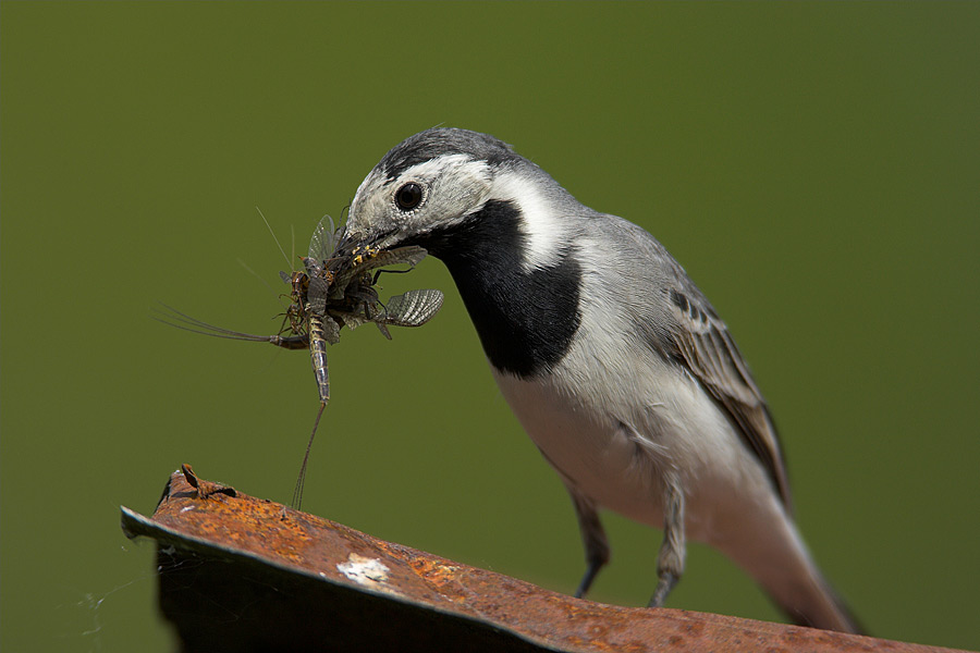 Pied Wagtail