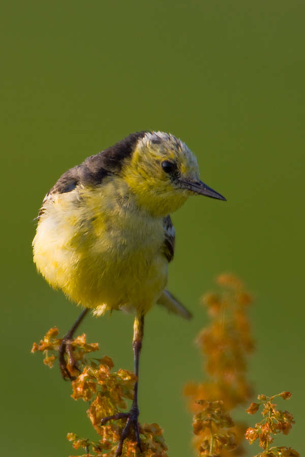 Citrine Wagtail