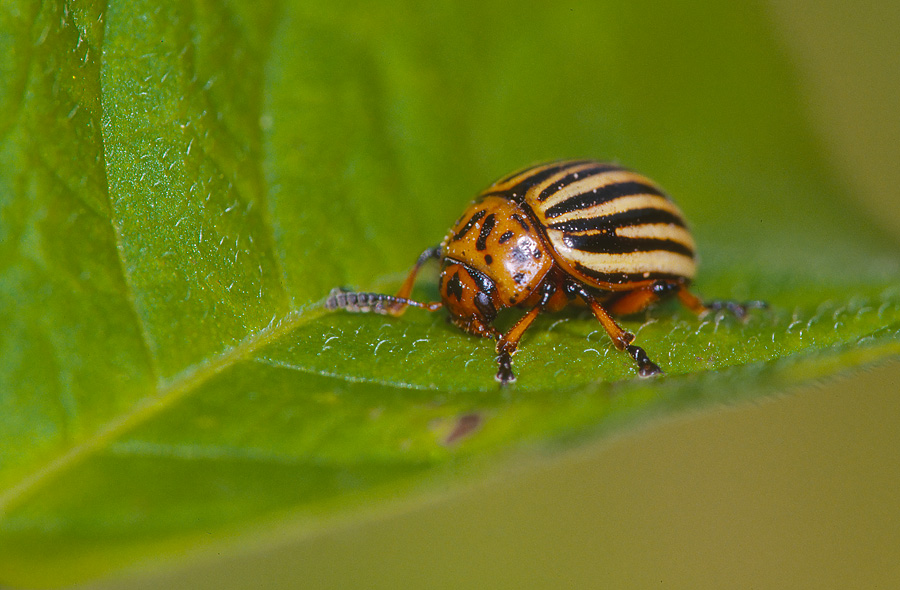 Stonka ziemniaczana