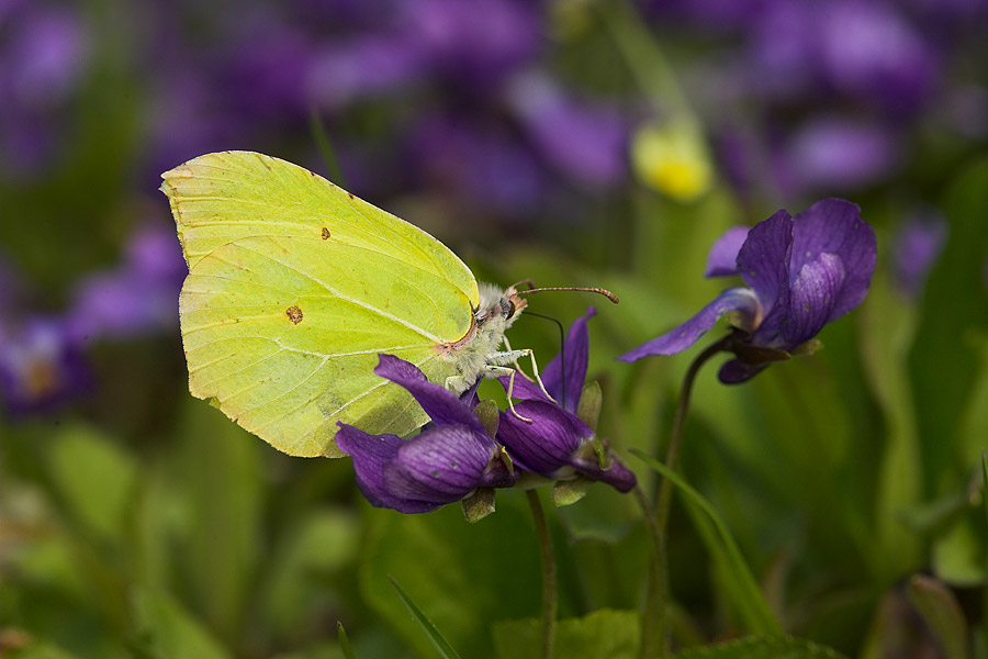 Brimstone butterfly