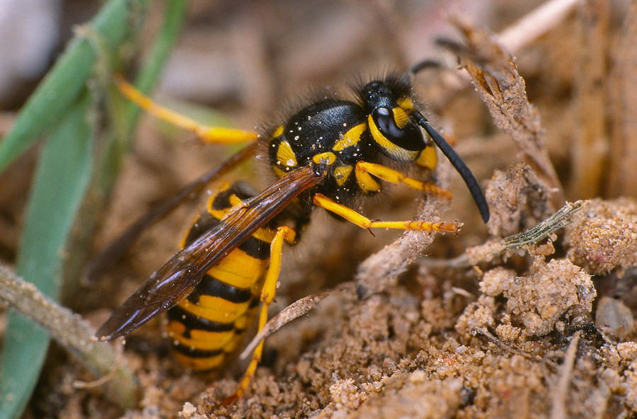 German Wasp