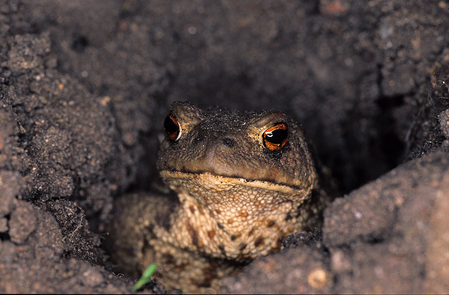 Toad