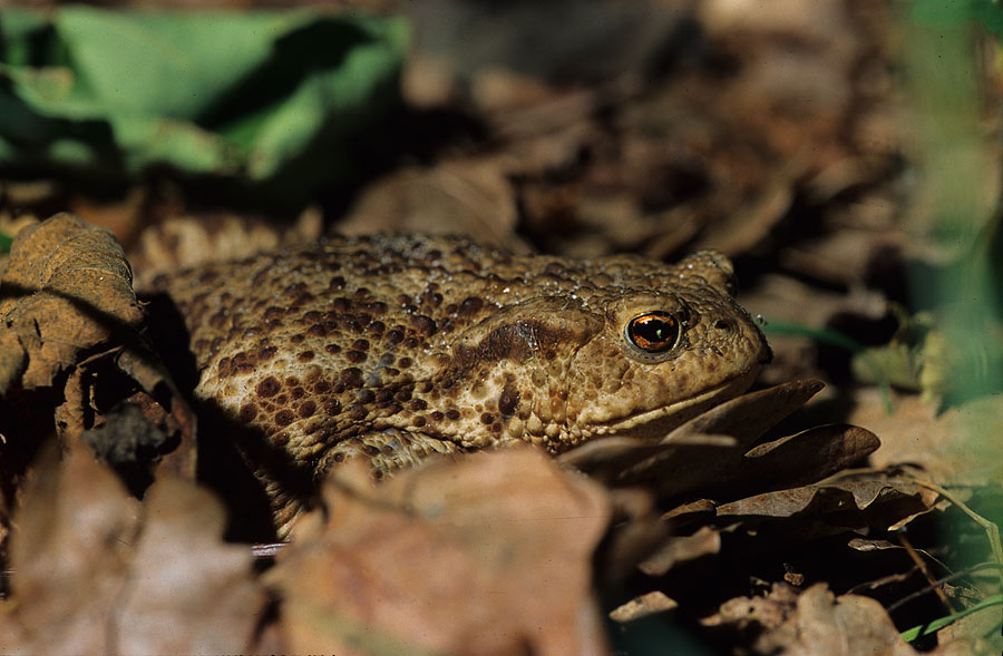 Toad