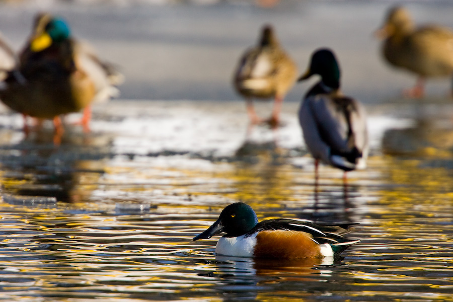 Shoveler