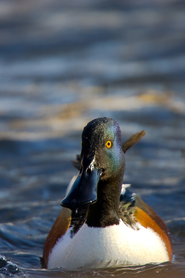 Shoveler's portrait