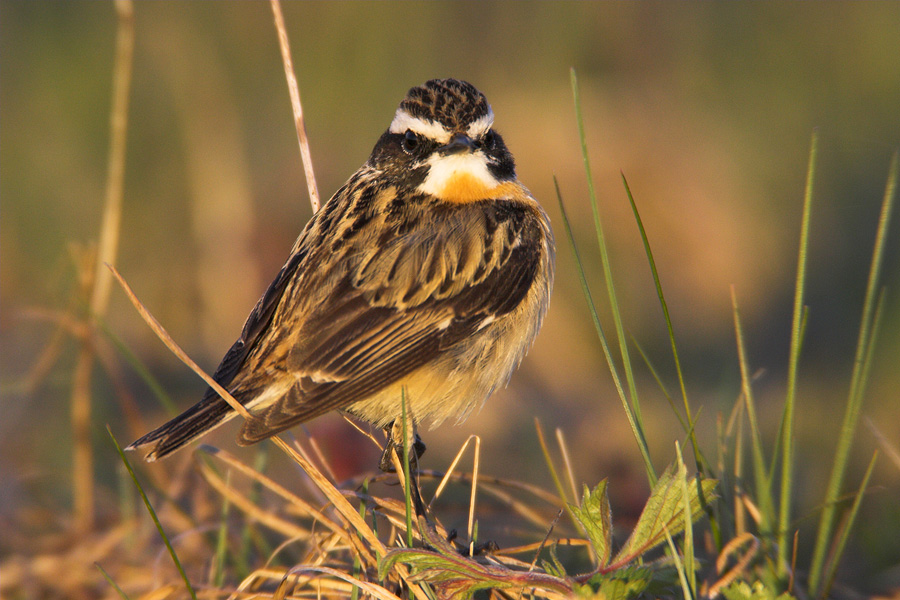 Whinchat