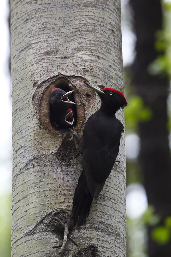 Black Woodpecker