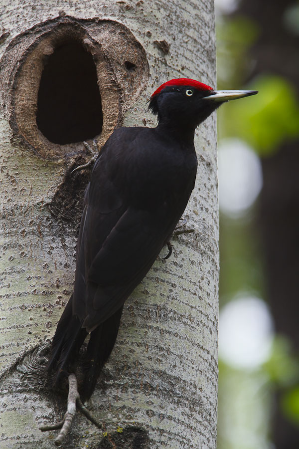 Black Woodpecker