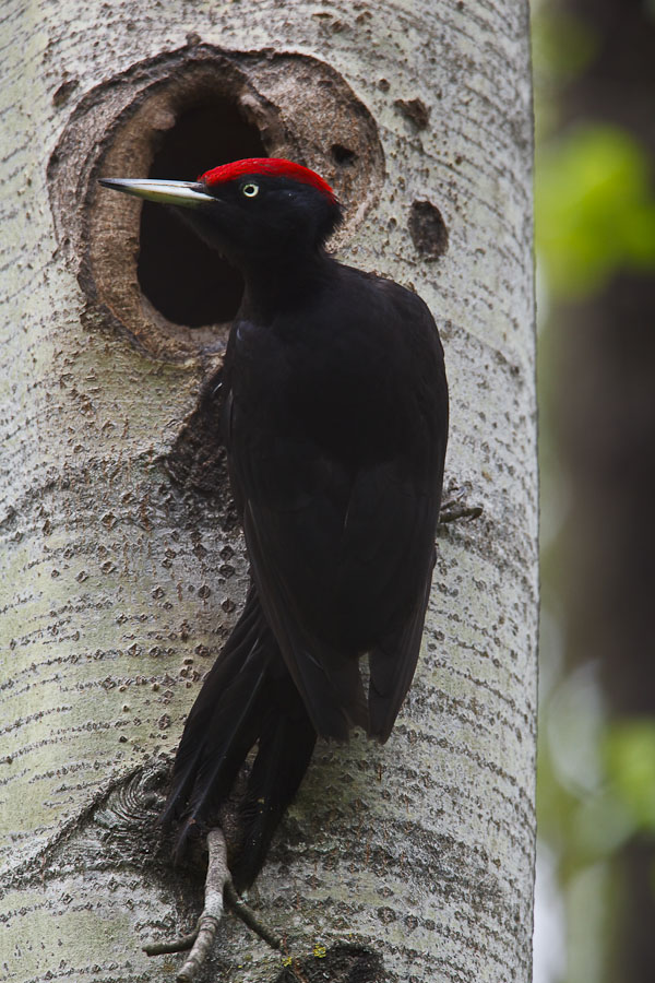 Black Woodpecker