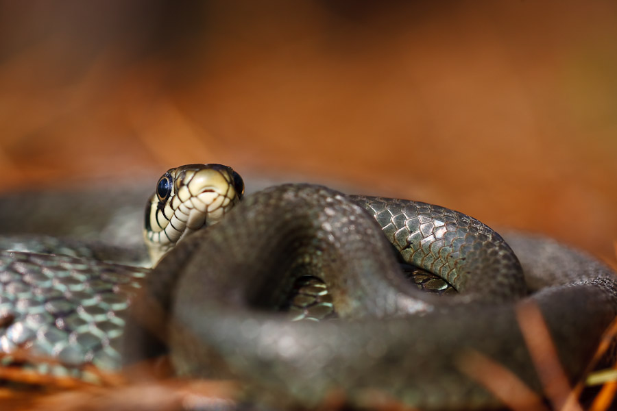 Grass Snake