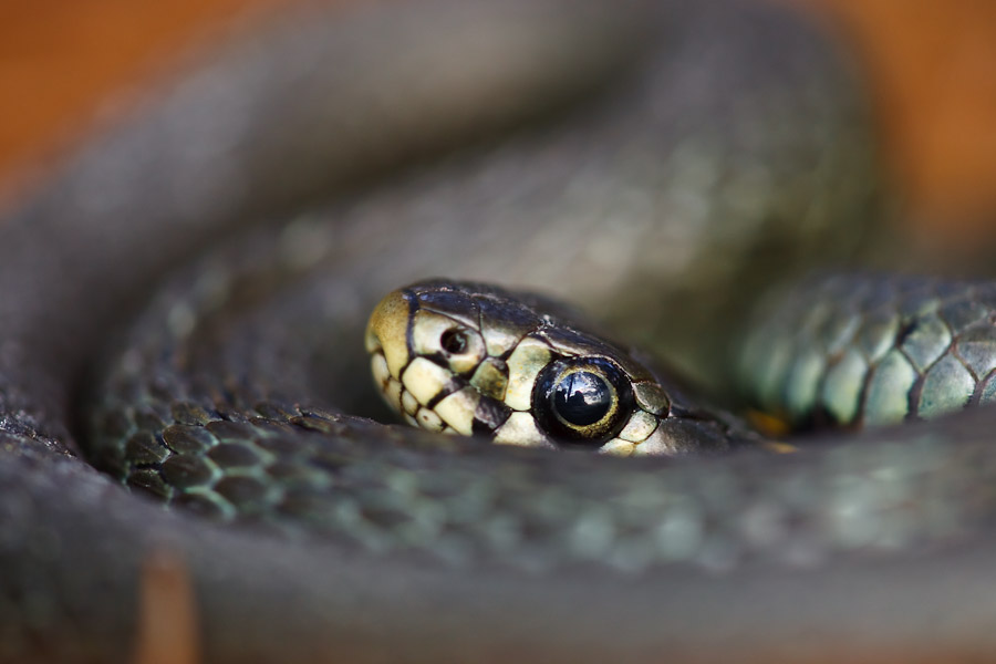 Grass Snake