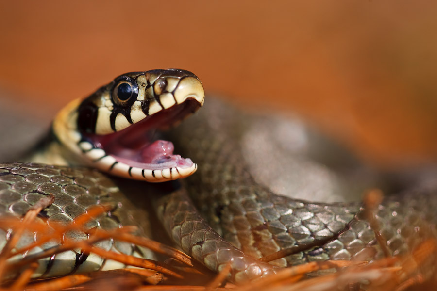 Grass Snake