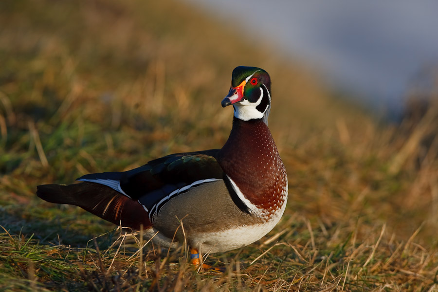 Wood Duck